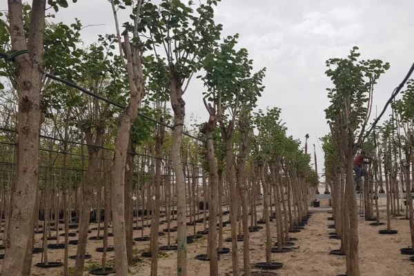 tlc_0000_20210413_095331