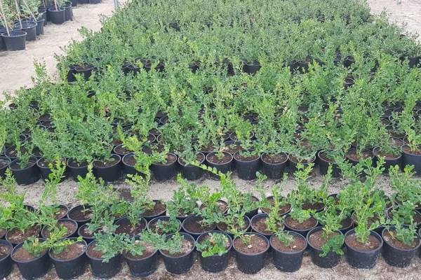 tlc_0001_20210821_175440