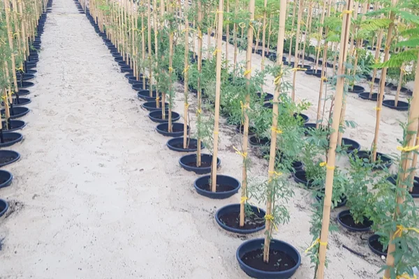 tlc_0002_20210821_175850