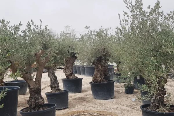 tlc_0004_20210413_100230