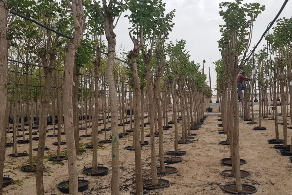 tlc_0006_20210413_095332