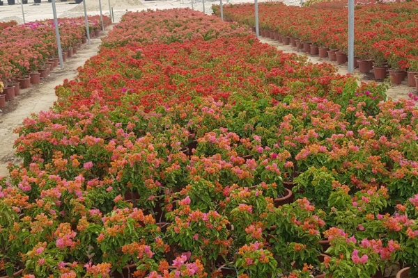 tlc_0007_20210413_095609