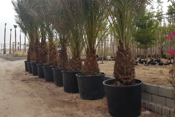 tlc_0009_20210413_093724