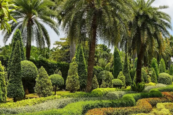 tlc_0009_Palm-Trees-Boxwoods