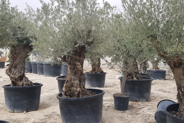 tlc_0010_20210413_100234