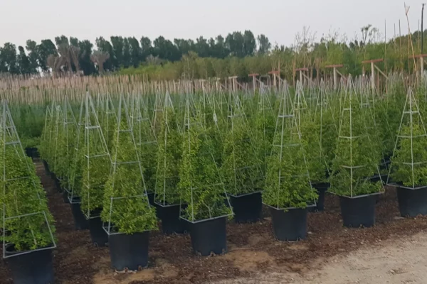 tlc_0011_20210821_175137