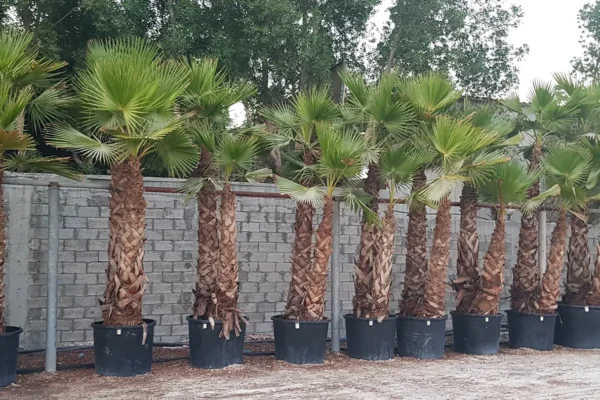 tlc_0012_20210821_180138