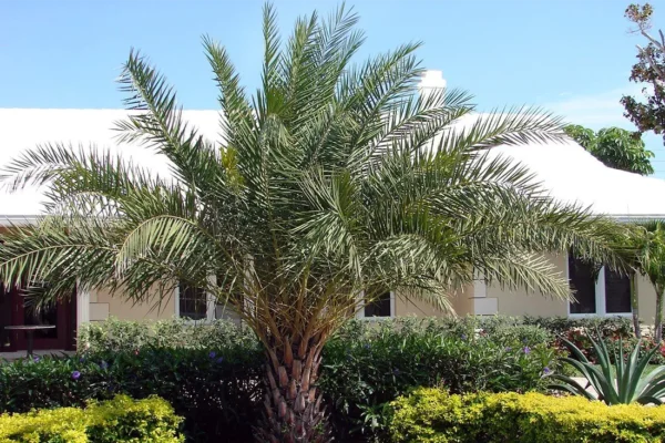 tlc_0019_e5b1663dd77ac556b7fa5c81b9255427